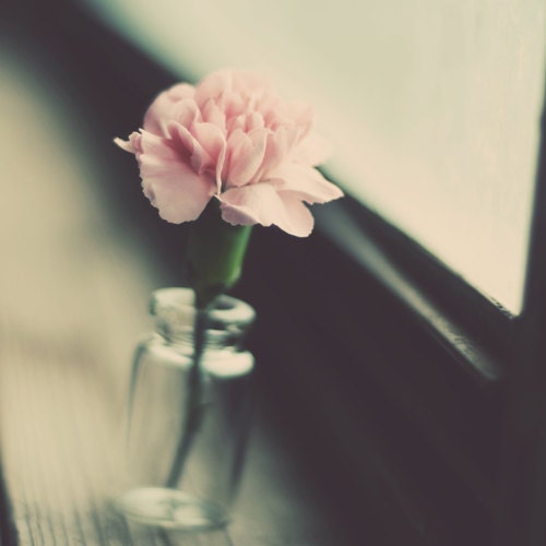Pink carnation photograph-  floral, flower, minimalist, romantic, pastel, light, teal, vial, glass, window, 8x8 print , fine art photograph