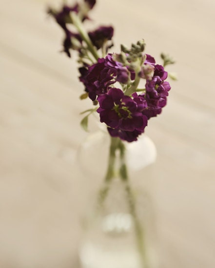 Purple flower photograph- cream, floral, vase, romantic, shabby chic, fine art photography, wall art, 8x10 print