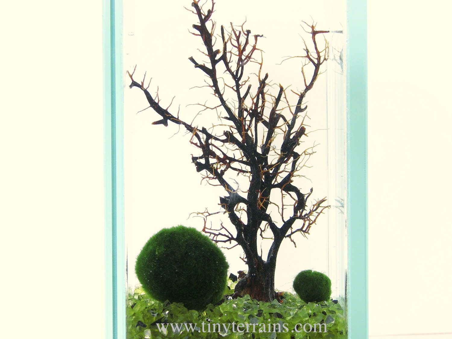 Large Glass Plate Marimo Moss Ball Aquarium / Terrarium - 14 colors available