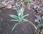 Scottish Snow Drop bulbs - winter Imbolc spring first stirrings plant garden
