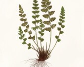 Antique Fern Art Print - 5x7 - Woodsia Hyperborea