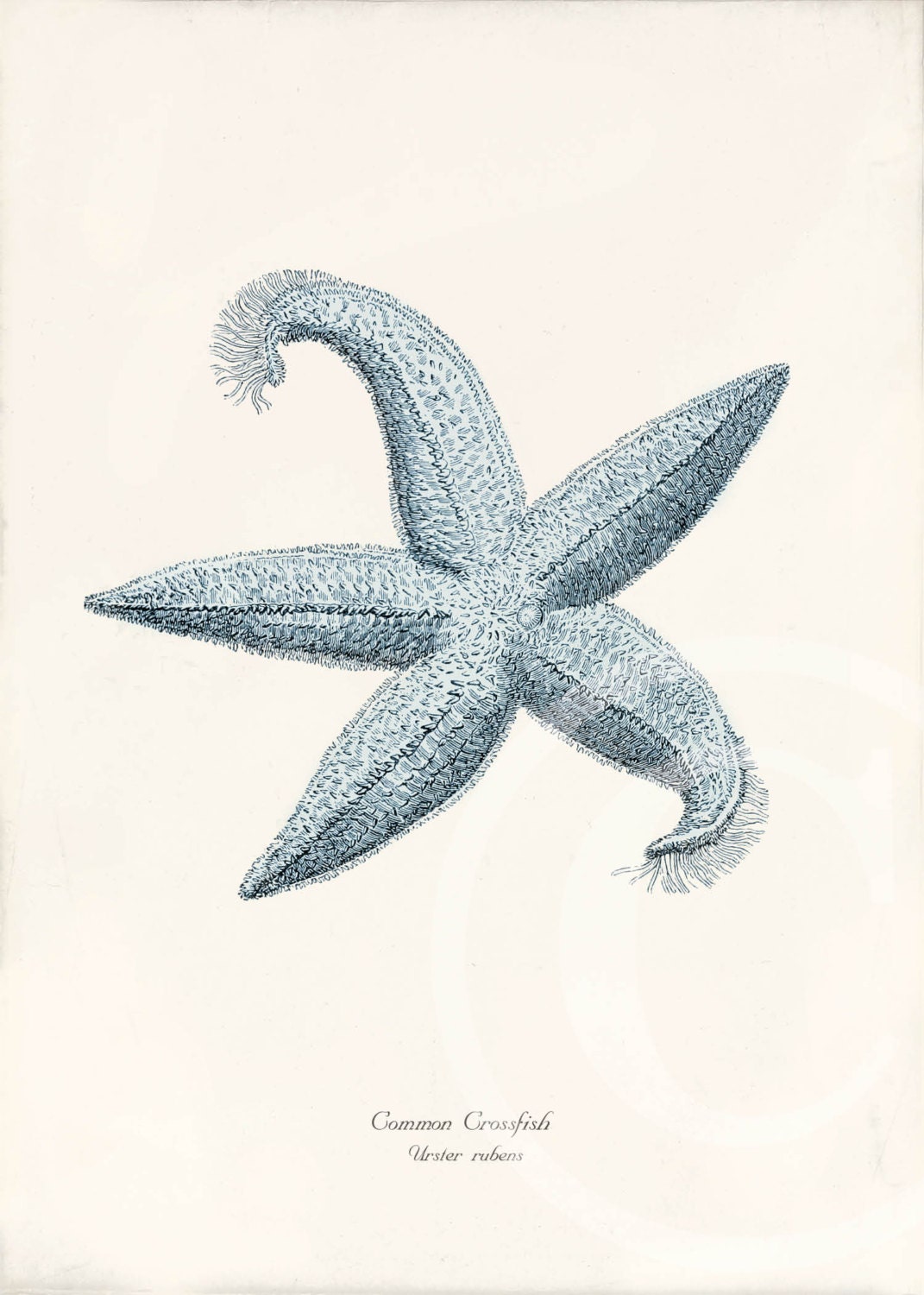 Antique Sea Star Art Print - 5 x 7 - Common Crossfish Blue