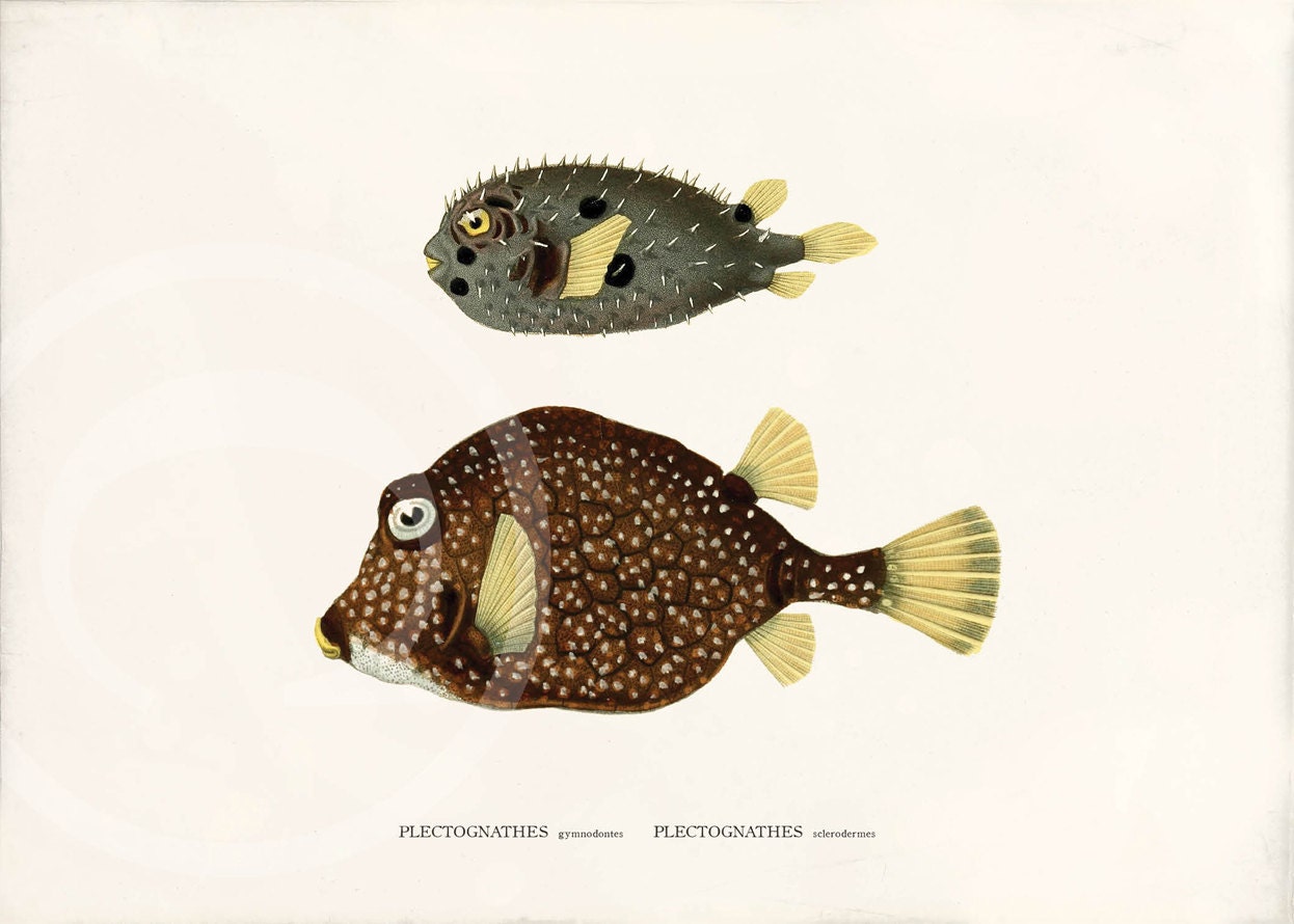 Antique Fish Art Print - 5 x 7 - Plectognathes