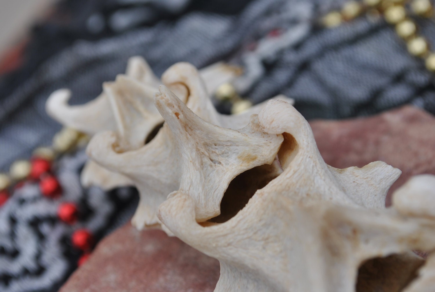 ANIMAL LUMBAR SPINAL Column - Art & Jewelry Supplies, Steampunk, Altar Piece, Witchcraft, Voodoo/Hoodoo