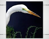 White Bird Photography 8x8 photograph print asian modern wall art decor water fowl wetlands woodland feather office elegant 'Snowy Egret'