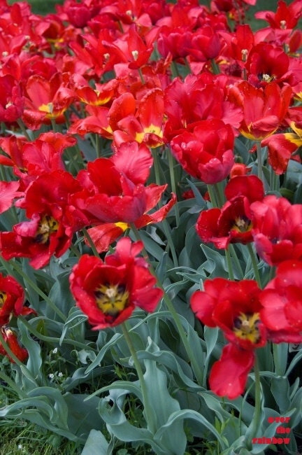 Red tulips, flower photo, garden photo, red, hot, tulip filed, bright,12x8 Giclee print - titled: Red tulips