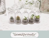 Wedding Favor / Reception GemSprout Gift Set - Free Shipping