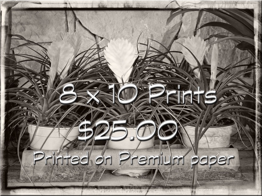 Enlarge Any Photograph Seen Here - 8 x 10 Print