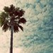 Retro California palm, 5x7 print, clouds, sky, fine art photography, wall art, home decor