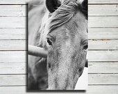 Close Up - Horse photography - Black and White Horse Photography - 16x24" canvas print - Horse art - Horse decor - Equine decor