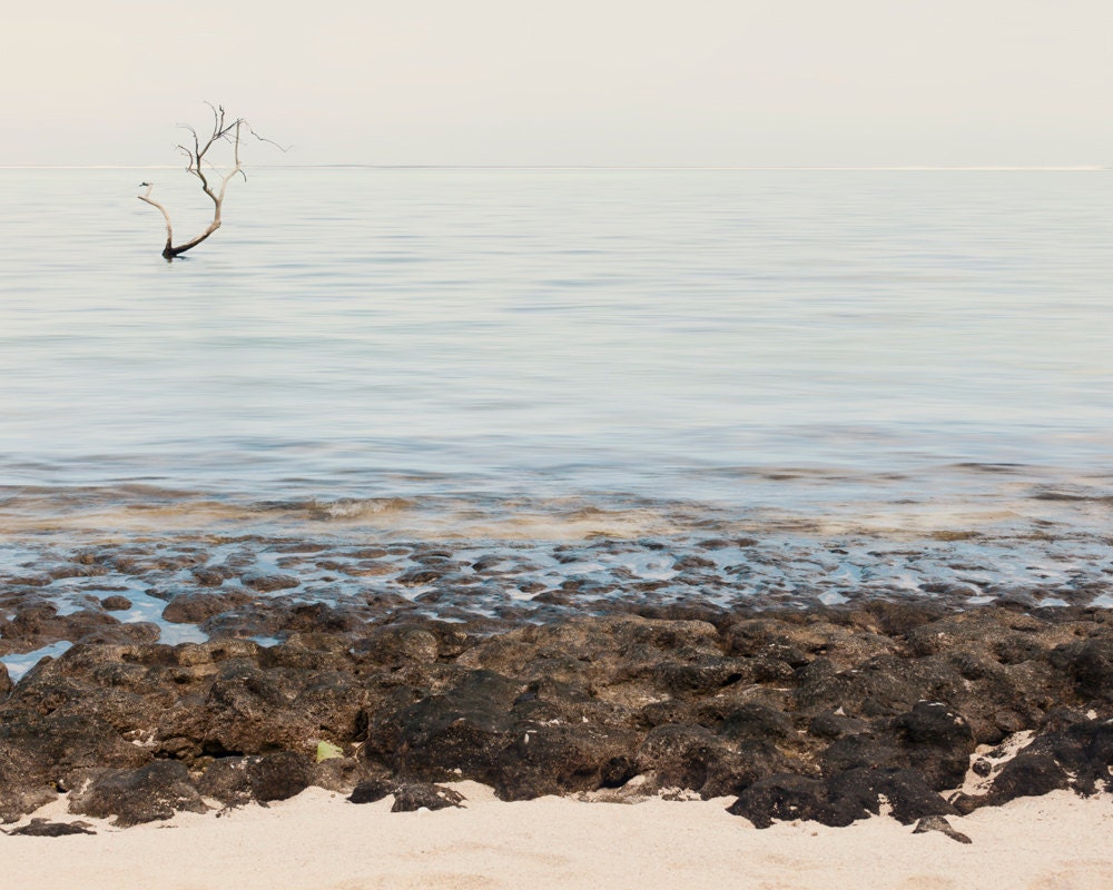 Soliloquy of the Sea - Tree in the Ocean Photography 5x7