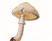Edible Mushrooms Vintage Print Lepiota procera 1948 to Frame