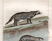 Hand Colored  Engraving Buffon, La Civette, La Mangouste,1802, Civet, Mongoose