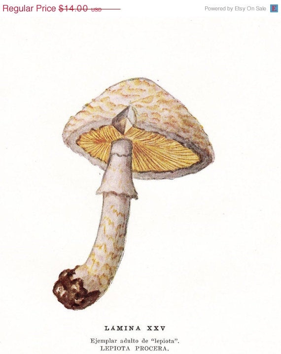 Edible Mushrooms Vintage Print Lepiota procera 1948 to Frame