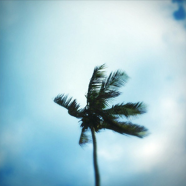 Palm Tree Photography - Beach Photography - Palm Tree on the Beach - Minimal Photography - Printable Beach Art - Digital Download
