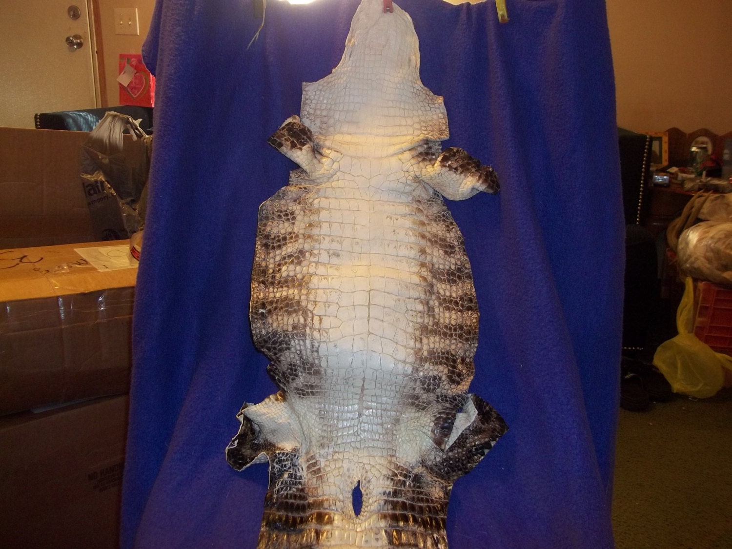 real animal bone Alligator taxidermy hide skin gator leather part craft goods man cave