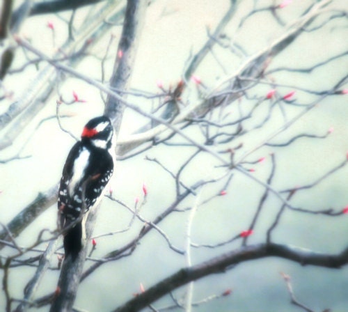 Downy Woodpecker, Crimson, Scarlet, Red Fine Art Photography, Bird, Black and White,