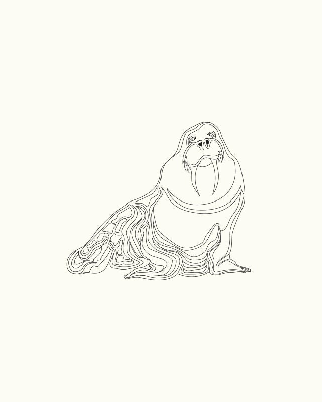 Walrus Print