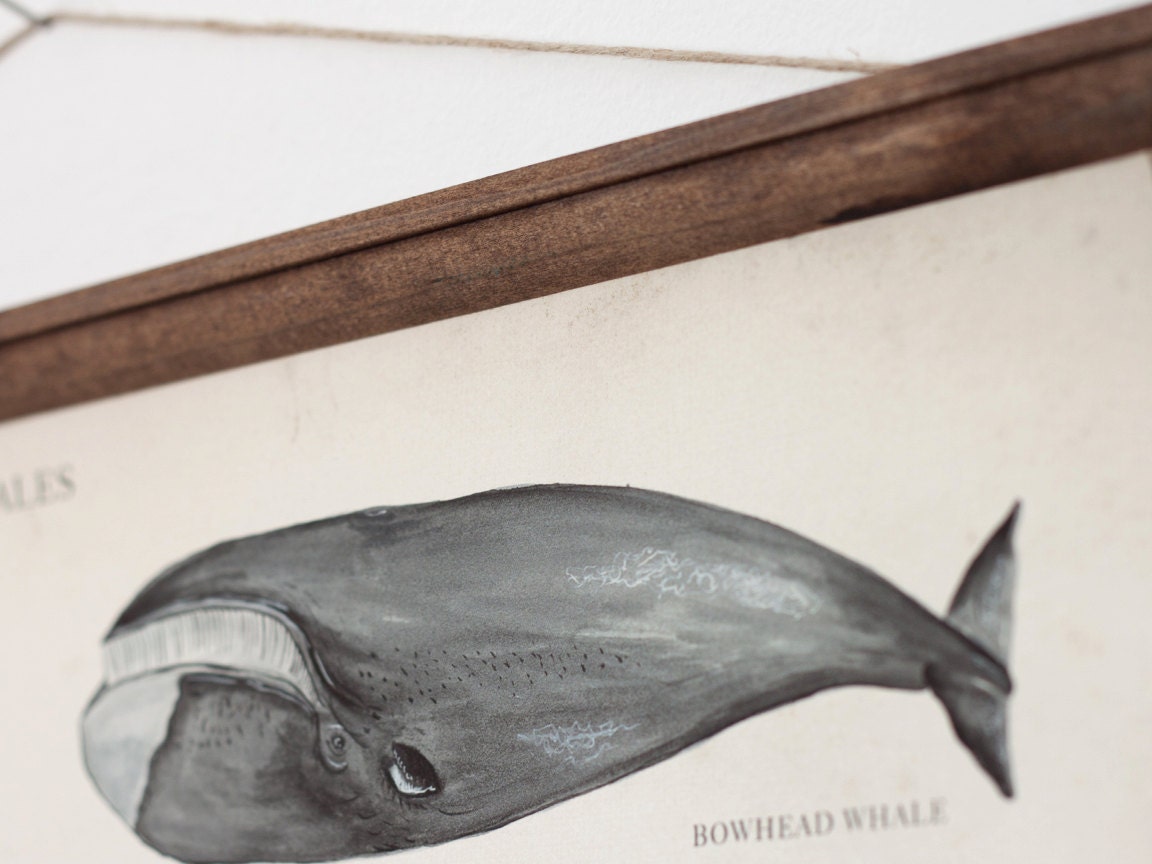 Whales A3 Canvas poster - vintage educational chart illustration - home decor - WHAP3007