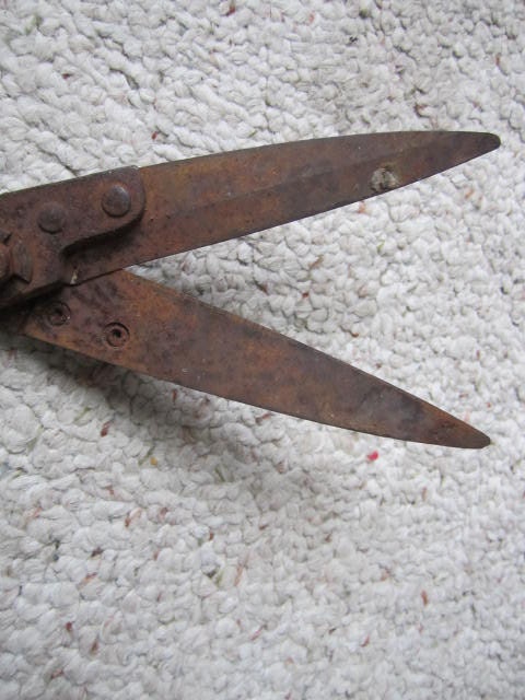 Primitive grass or sheep shears.