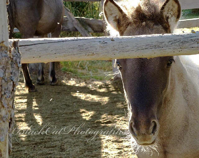 Western Nursery Decor, Baby horse Photography, Spring Farm animal, cute foal, Chocolate brown, oatmeal 5x7, child's room decor, barn art