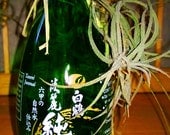Sake glass air plant - party favor - kitchen window plant