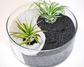 YIN YANG black-white terrarium - zen garden, mothers day, sand glass terrarium, table centerpiece, home decor, mothers day gifts