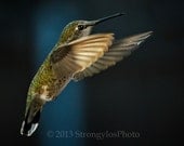 Annas Hummingbird Nature Photography 8x12 print StrongylosPhoto flying bird photo