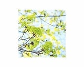 5 x 5 Fine Art Photo - Fresh Spring Green Buds on Sky Blue - FREE US SHIPPING For Her