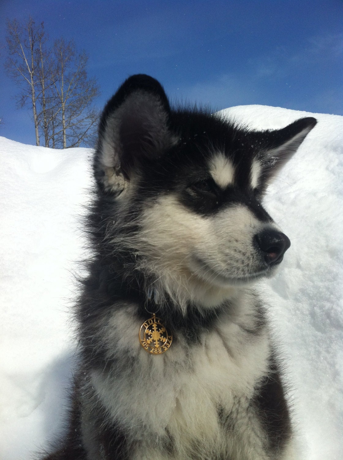 Snowflake Pet ID Tag