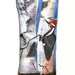 Pileated Woodpecker with Birch Trees on a Painted Feather