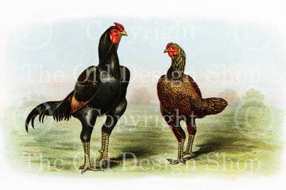 INDIAN GAMES Biggle Poultry Digital Image for Cardmaking Scrapbooking Altered Art Mixed Media