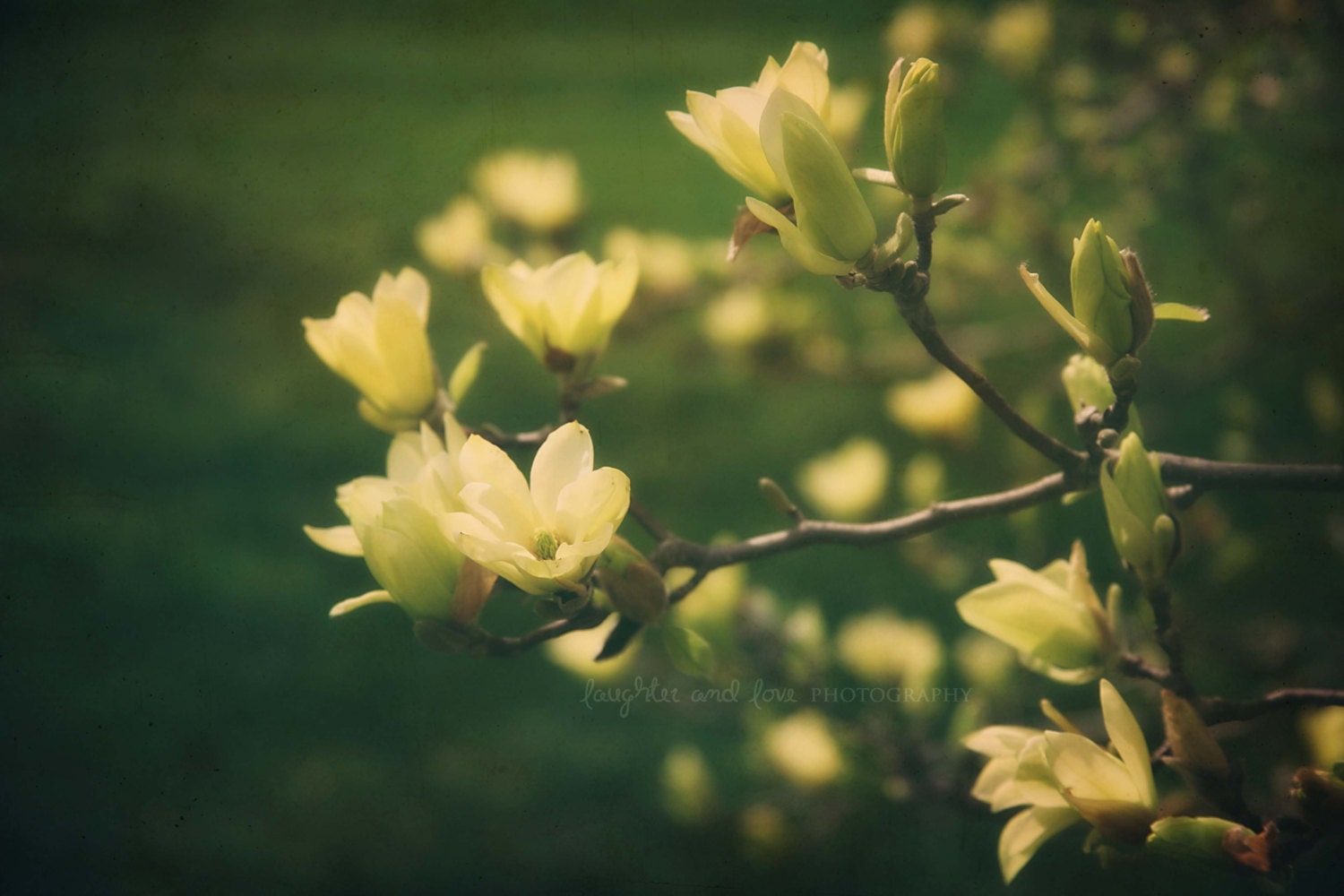 Yellow Magnolias 8x10 Fine Art Photography Flower Spring Emerald Green Tree Shabby Chic Home Decor Wall Art