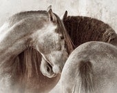 HORSE PHOTOGRAPHY - Momento, Andalusian Colts, Edition Print, Wall Decor, Equine art