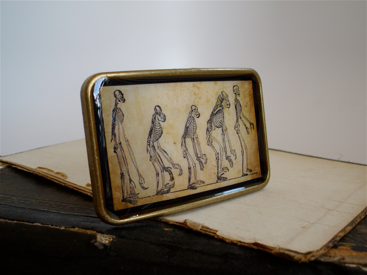 Evolution Belt Buckle - Anatomical Monkey Skeletons and Human Skeleton - Antique Anatomy Print Belt Buckle