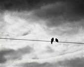 Birds on a Wire, Black and White, Nature, Birds, Clouds, Black, Stormy Sky, 8 x 10 Fine Art Photography