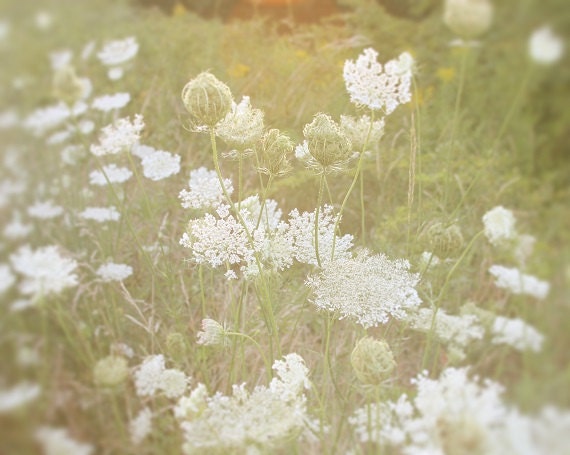 Botanical Print Queen Annes Lace Field Flowers White Mint Green Soft Dreamy Hazy Simple Style, 11 x 14 Fine Art Print