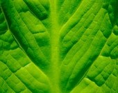 Abstract Art Photography Print - Spring leaf green macro wall art decor "Emerge" / custom sizes and canvas wraps available