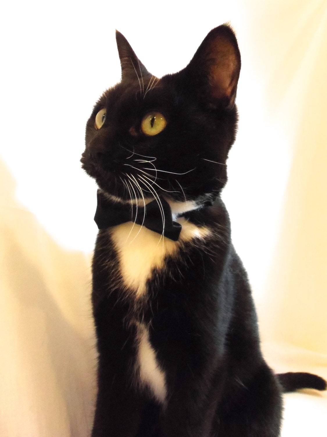 CoolCats Custom Satin Double Bow Tie Cat Collar to match your Wedding Colors.