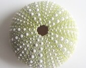 Beach Decor - Green Sea Urchins - 12 pcs for Beach Decor, Beach Weddings or Crafts