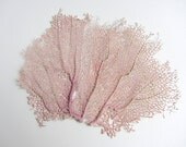 Beach Decor - Light Lavender Sea Fan - Authentic Specimen Quality
