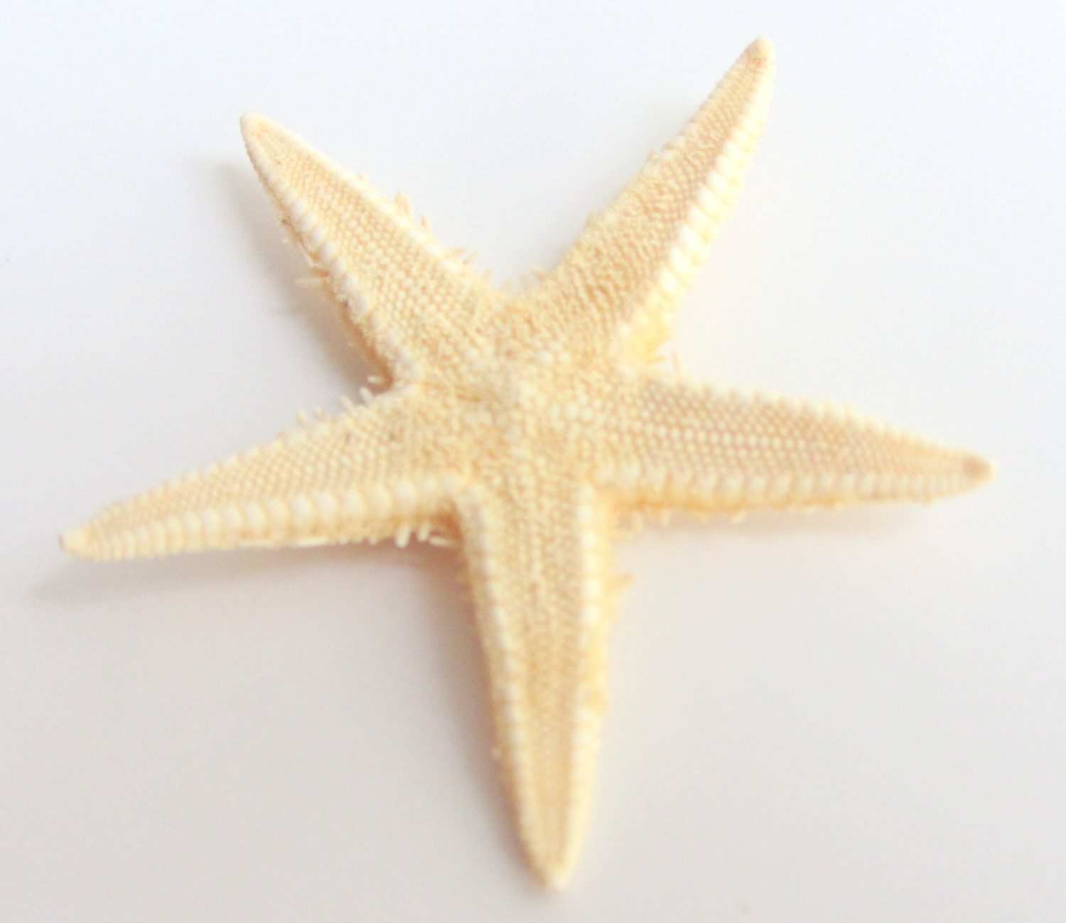 Small Starfish - 10 pcs. - FREE SHIPPING