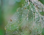 Leaf, structure, green, rain, forest, 8 x 10 Photography