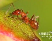 Nature Photography , Red Ant Print,  Ant Insect Photography, Macro, Home Decor, 5 x 7 print Fine Art Photography Print,