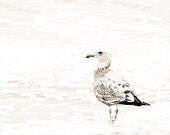 Nature Photography, California Gull Print, Sea Bird Photo, white, black and white photography, wall art, home decor, 8x10 print