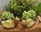 Turtle Pair