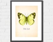 Art Print Vintage Butterfly (Yellow) Archival Print 8x10 or A4