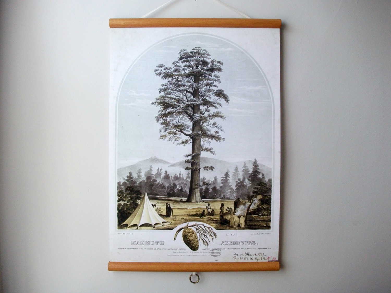 Canvas Vintage Style School Botanical Chart with Wood Trim - Big Tree (17"x 25")