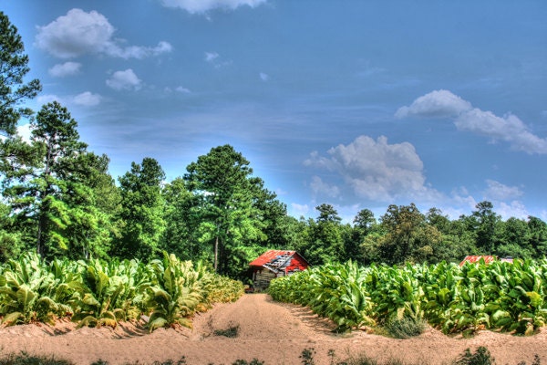 Tobacco Barn