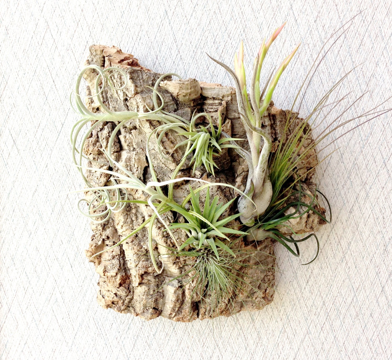 Vertical Garden: Air Plants on Sustainable Virgin Cork Bark
